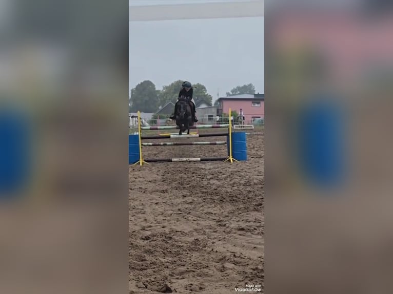 Konik Castrone 14 Anni 130 cm Baio scuro in Kobyla Góra