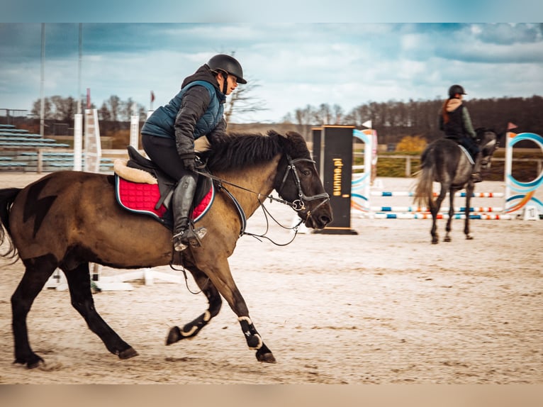 Konik Castrone 14 Anni 130 cm Baio scuro in Kobyla Góra