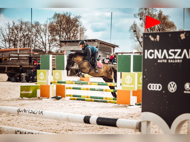 Konik Castrone 14 Anni 130 cm Baio scuro in Kobyla Góra