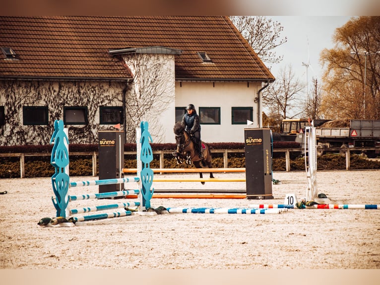 Konik Castrone 14 Anni 130 cm Baio scuro in Kobyla Góra