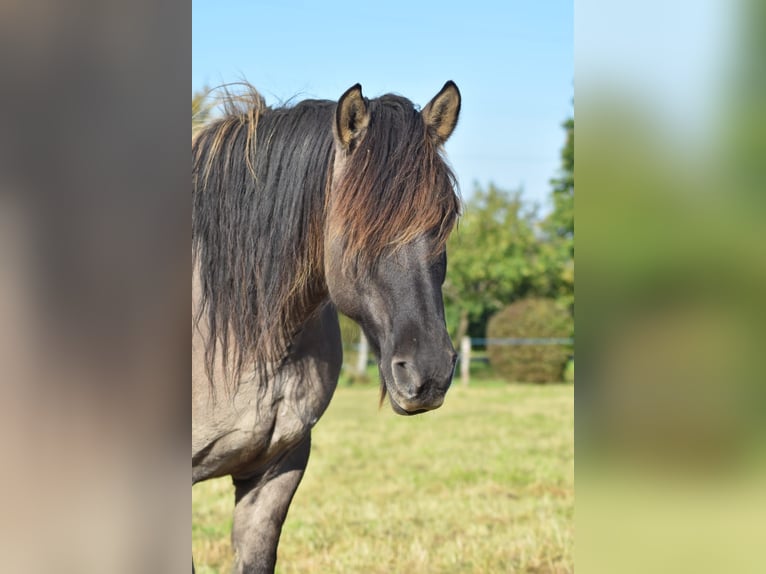 Konik Mix Castrone 16 Anni 152 cm in Melsbach