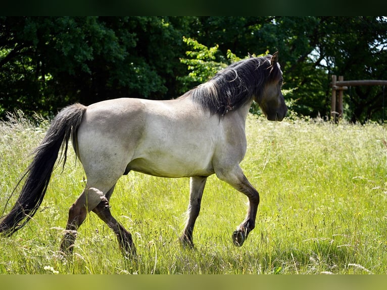 Konik Mix Castrone 16 Anni 152 cm in Melsbach