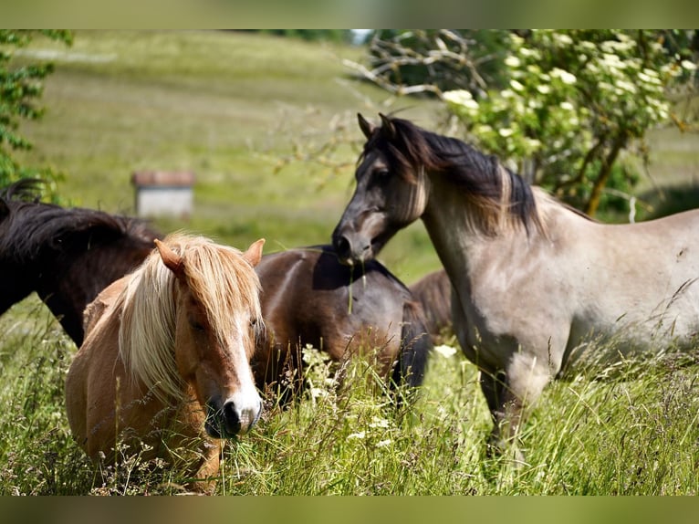 Konik Mix Castrone 16 Anni 152 cm in Melsbach