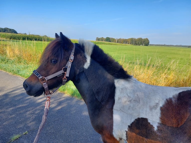 Konik Mix Castrone 2 Anni 118 cm in Rendsburg