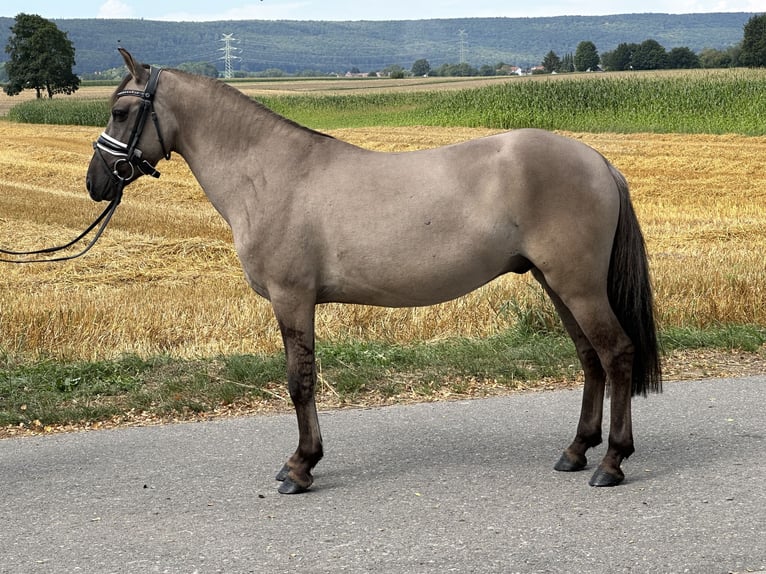 Konik Castrone 3 Anni 135 cm Falbo in Riedlingen