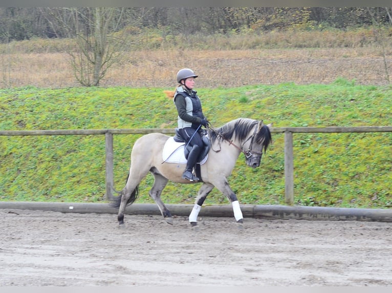 Konik Castrone 3 Anni 140 cm Falbo in Wellheim