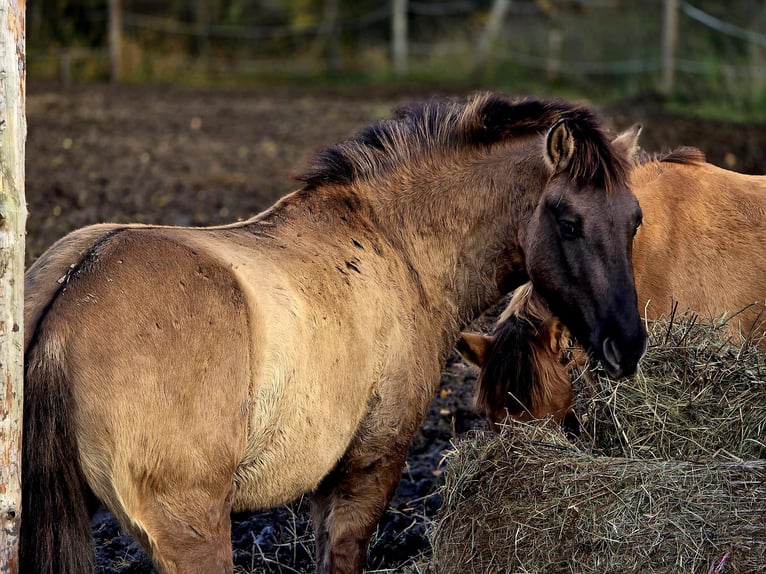 Konik Castrone 3 Anni 141 cm Falbo in Forst
