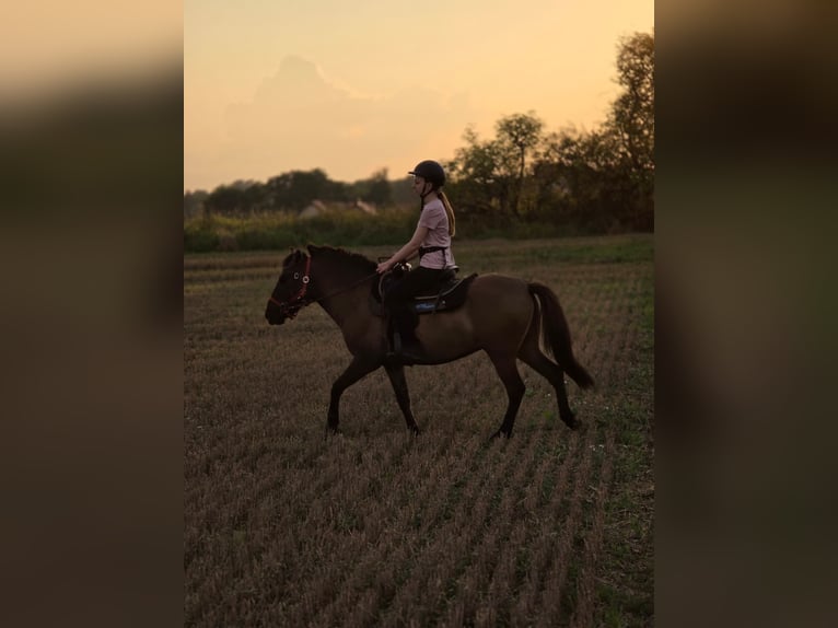 Konik Castrone 3 Anni 141 cm Falbo in Forst