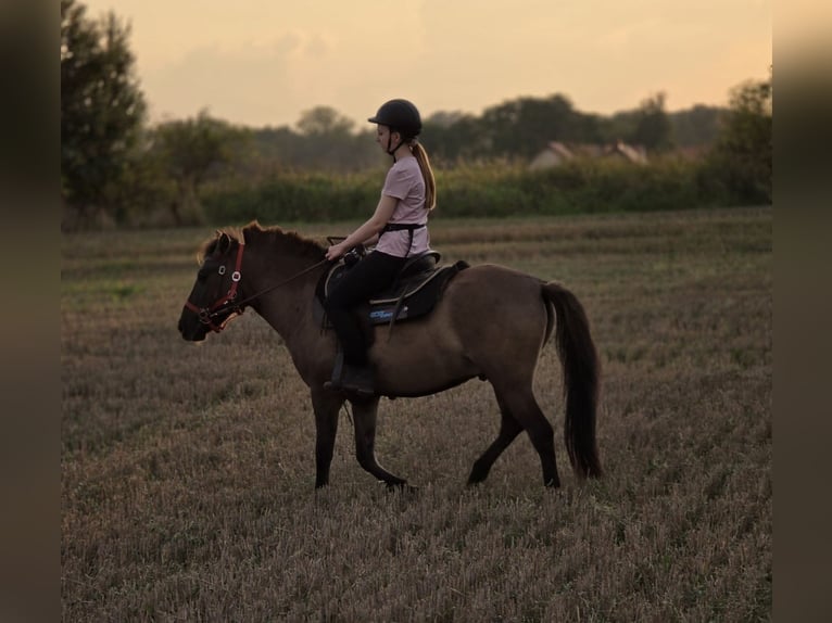 Konik Castrone 3 Anni 141 cm Falbo in Forst