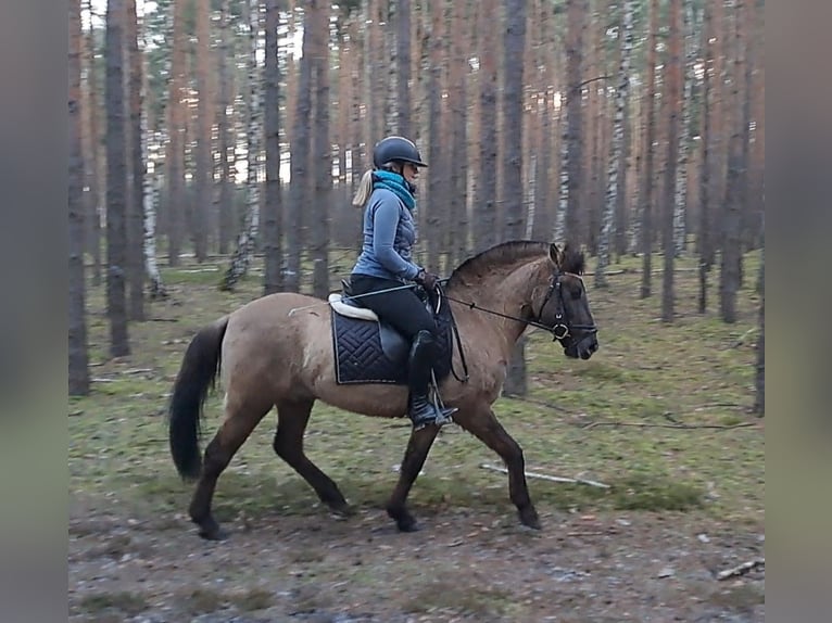 Konik Castrone 3 Anni 145 cm Falbo in Forst