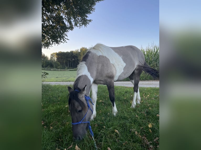 Konik Mix Castrone 3 Anni 145 cm Pezzato in Laufen