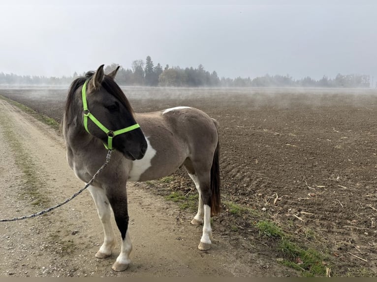 Konik Mix Castrone 3 Anni 145 cm Pezzato in Laufen