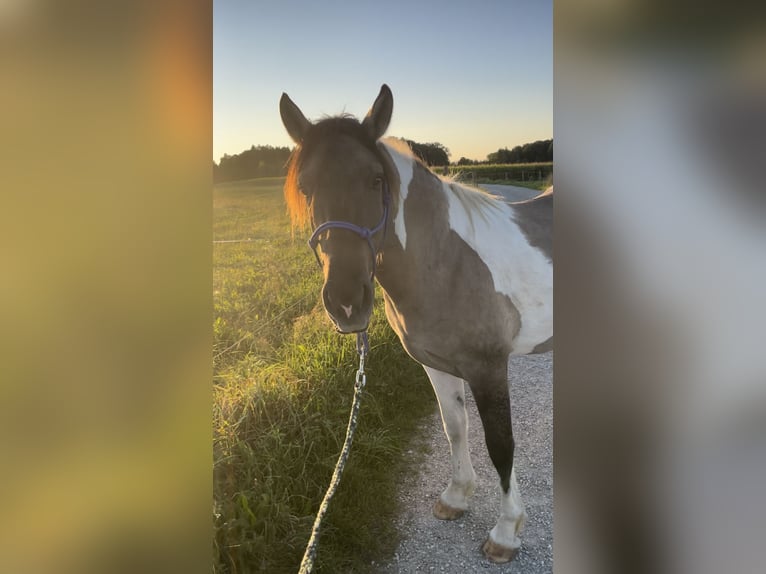 Konik Mix Castrone 3 Anni 145 cm Pezzato in Laufen