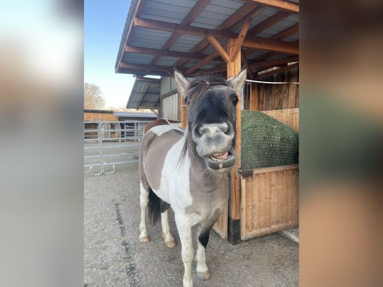 Konik Mix Castrone 3 Anni 145 cm Pezzato in Laufen