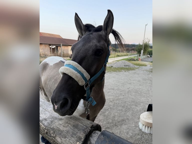 Konik Mix Castrone 3 Anni 145 cm Pezzato in Laufen