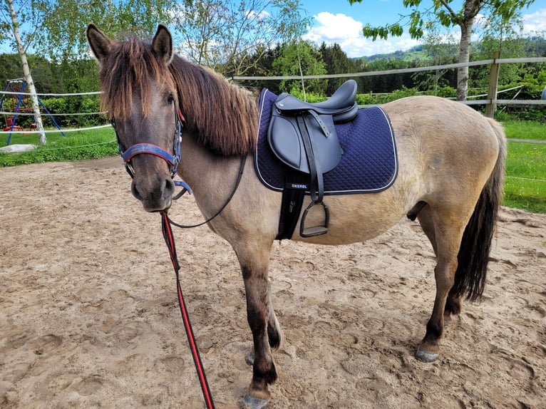 Konik Castrone 3 Anni 146 cm in Abtsgmünd