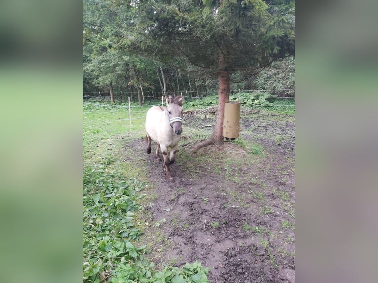 Konik Mix Castrone 4 Anni 120 cm  in Rohrdorf