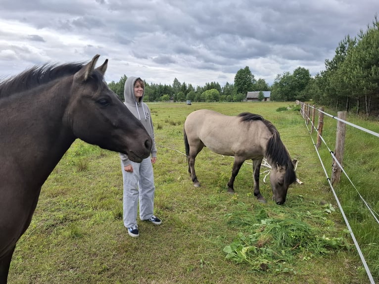 Konik Castrone 4 Anni 130 cm in Rogacze