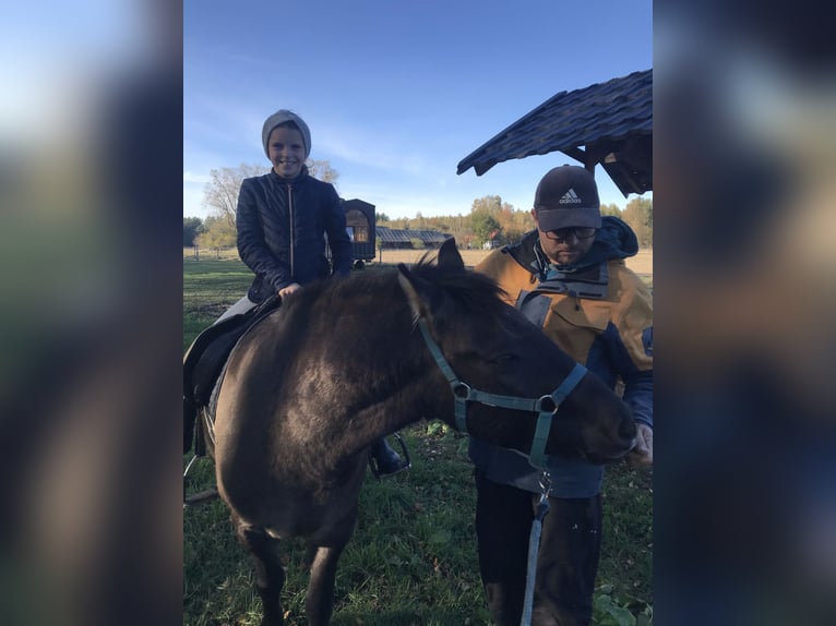 Konik Castrone 4 Anni 130 cm in Rogacze