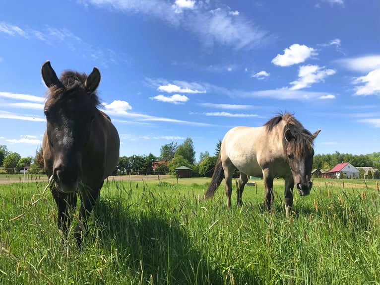 Konik Castrone 4 Anni 130 cm in Rogacze
