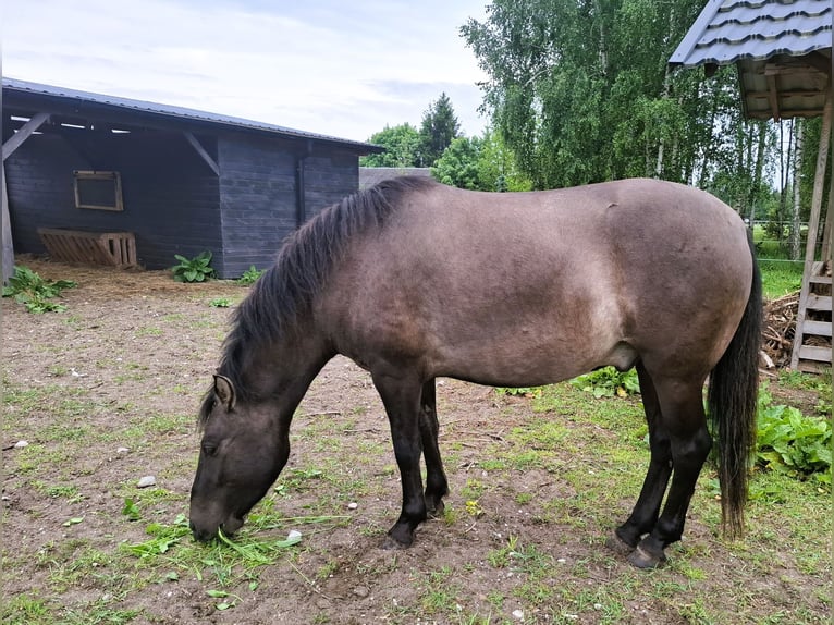 Konik Castrone 4 Anni 130 cm in Rogacze