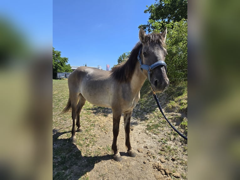 Konik Castrone 4 Anni 132 cm Falbo in Niederzier