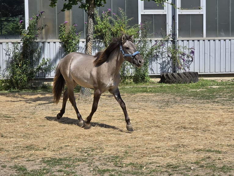 Konik Castrone 4 Anni 132 cm Falbo in Niederzier