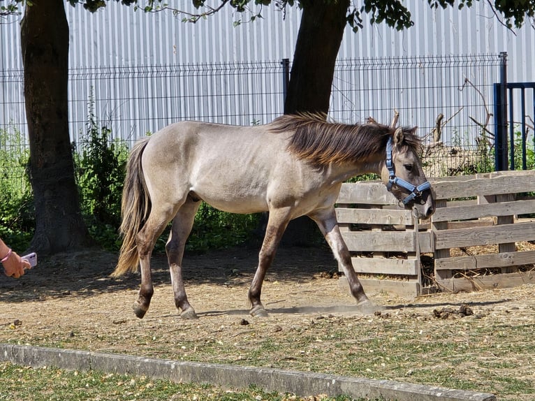Konik Castrone 4 Anni 132 cm Falbo in Niederzier