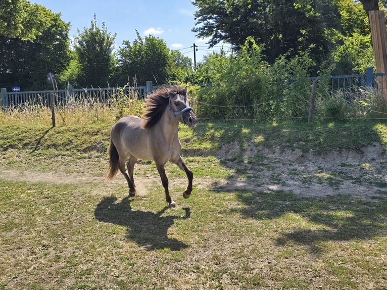 Konik Castrone 4 Anni 132 cm Falbo in Niederzier