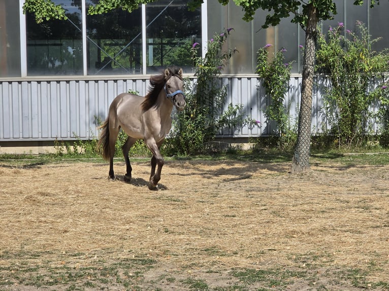 Konik Castrone 4 Anni 132 cm Falbo in Niederzier