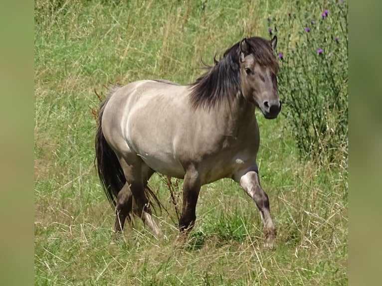 Konik Castrone 4 Anni 134 cm Grullo in Mömbris