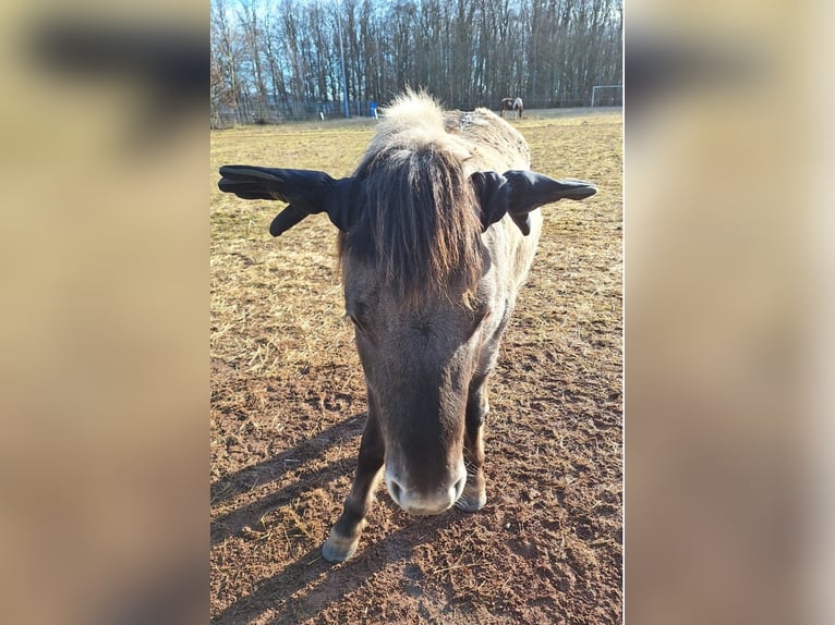 Konik Castrone 4 Anni 134 cm Grullo in Mömbris