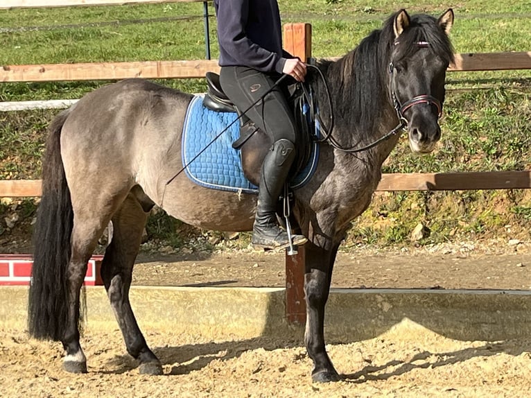 Konik Castrone 4 Anni 134 cm Grullo in Ursensollen