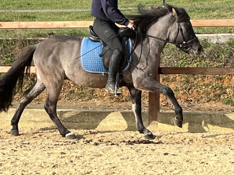 Konik Castrone 4 Anni 134 cm Grullo in Ursensollen