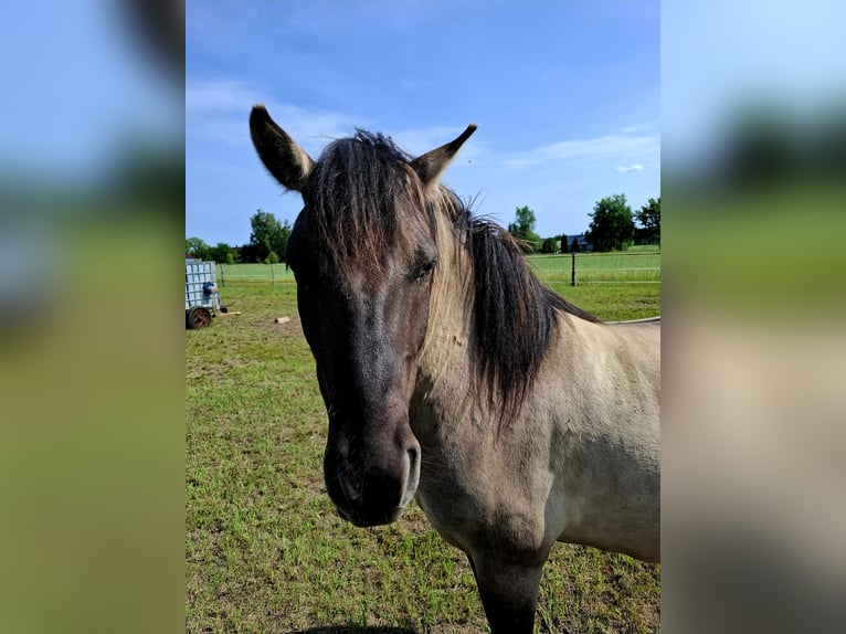 Konik Castrone 4 Anni 135 cm in Rogacze