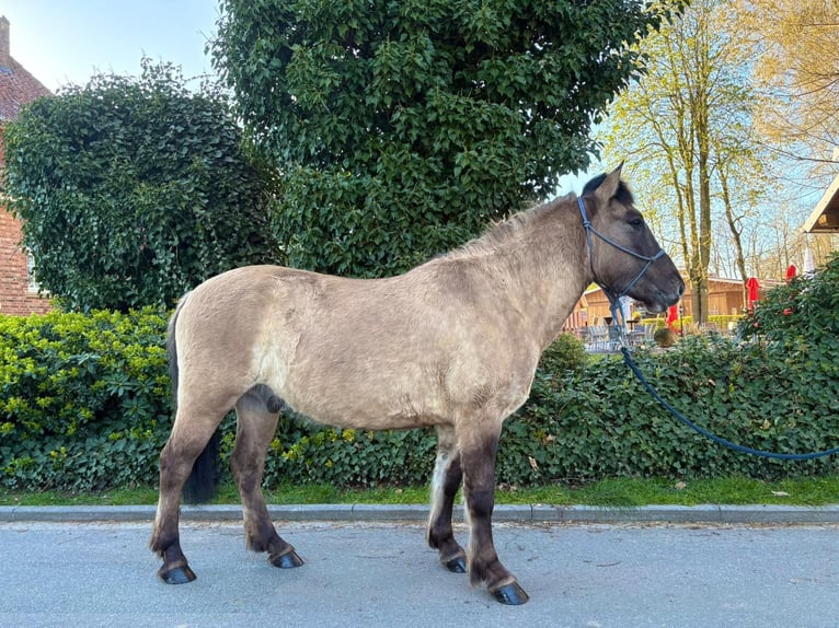 Konik Castrone 4 Anni 139 cm Falbo in Eggermühlen