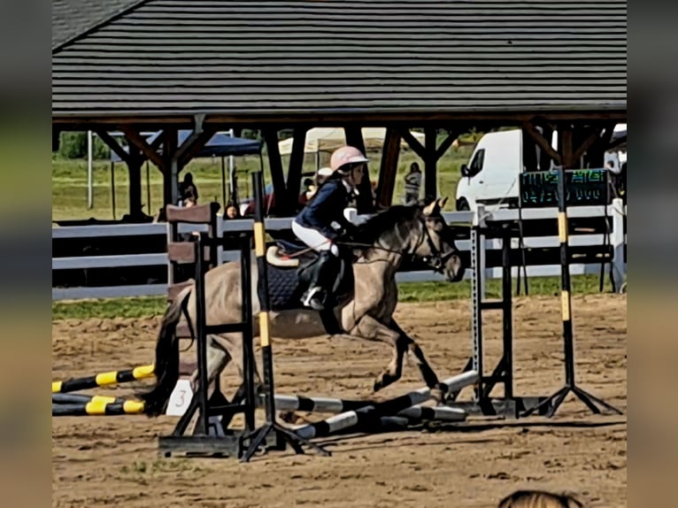 Konik Castrone 4 Anni 140 cm Falbo in Forst