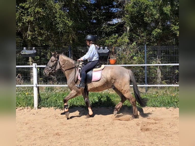 Konik Castrone 4 Anni 140 cm Falbo in Forst
