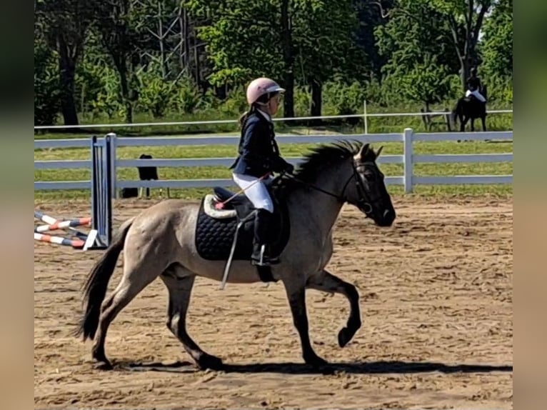 Konik Castrone 4 Anni 140 cm Falbo in Forst