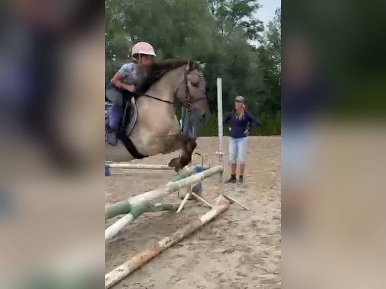Konik Castrone 4 Anni 140 cm Falbo in Forst