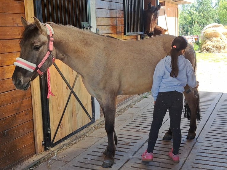 Konik Castrone 4 Anni 140 cm Falbo in Forst