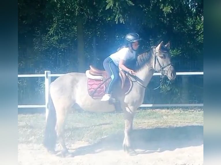 Konik Castrone 4 Anni 140 cm Falbo in Forst