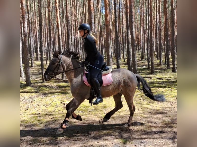Konik Castrone 4 Anni 140 cm Falbo in Forst