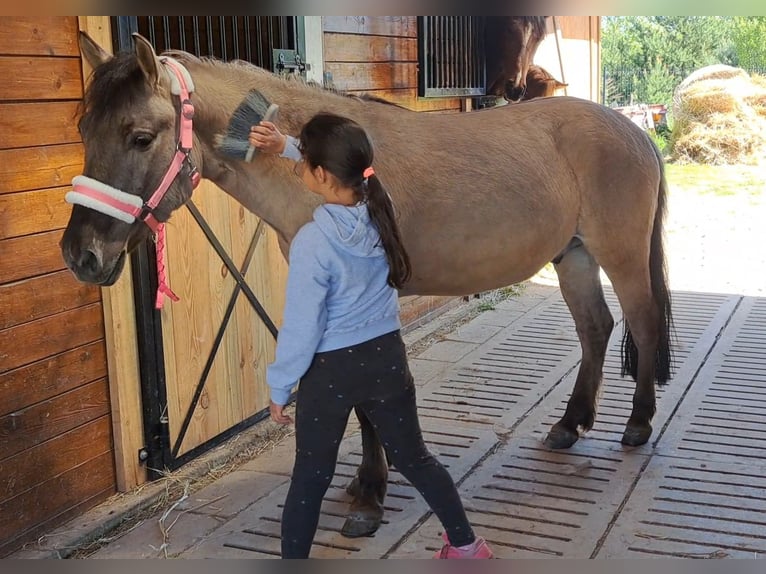 Konik Castrone 4 Anni 140 cm Falbo in Forst