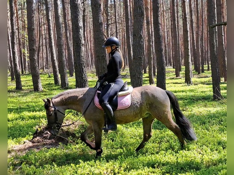 Konik Castrone 4 Anni 140 cm Falbo in Forst