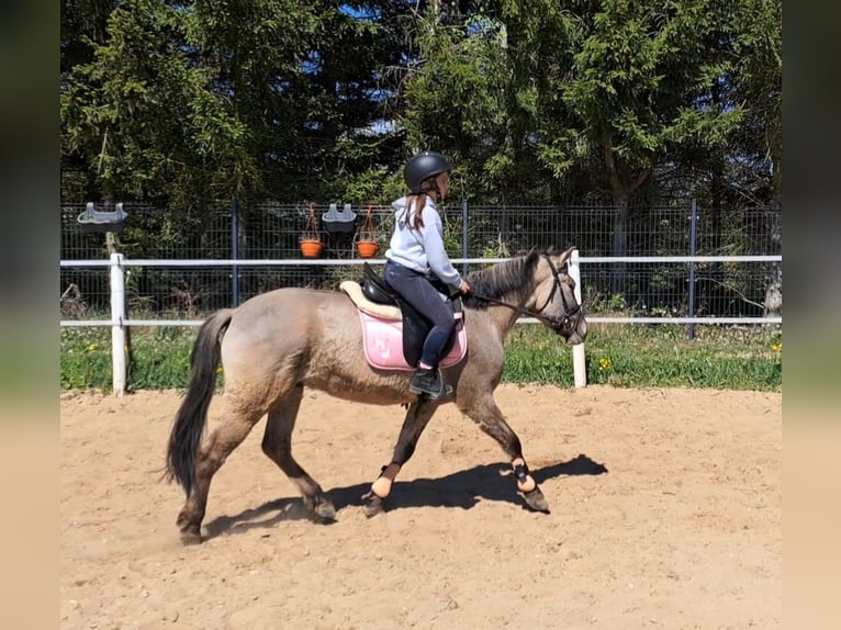 Konik Castrone 4 Anni 140 cm Falbo in Forst