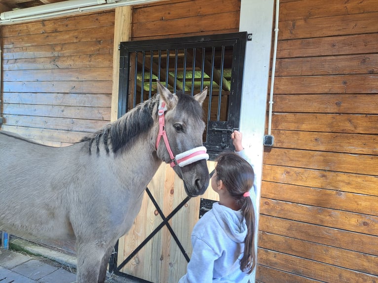 Konik Castrone 4 Anni 140 cm Falbo in Forst