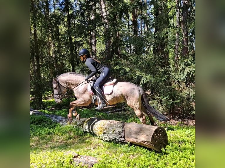 Konik Castrone 4 Anni 140 cm Falbo in Forst