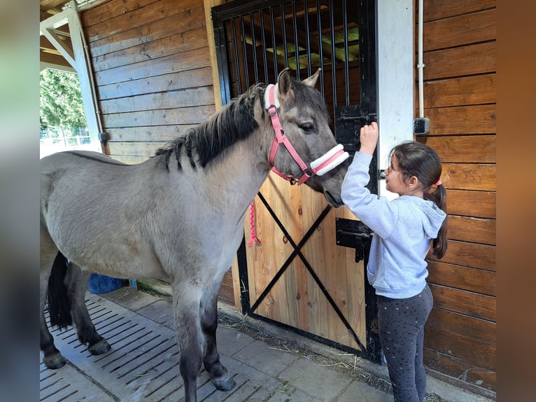 Konik Castrone 4 Anni 140 cm Falbo in Forst