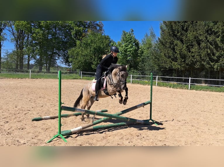 Konik Castrone 4 Anni 140 cm Falbo in Forst